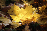 Lunchtime Concert - Shades of Amber 2025. the Dalradian at Cardney Steading. Saturday 1st November at 12midday